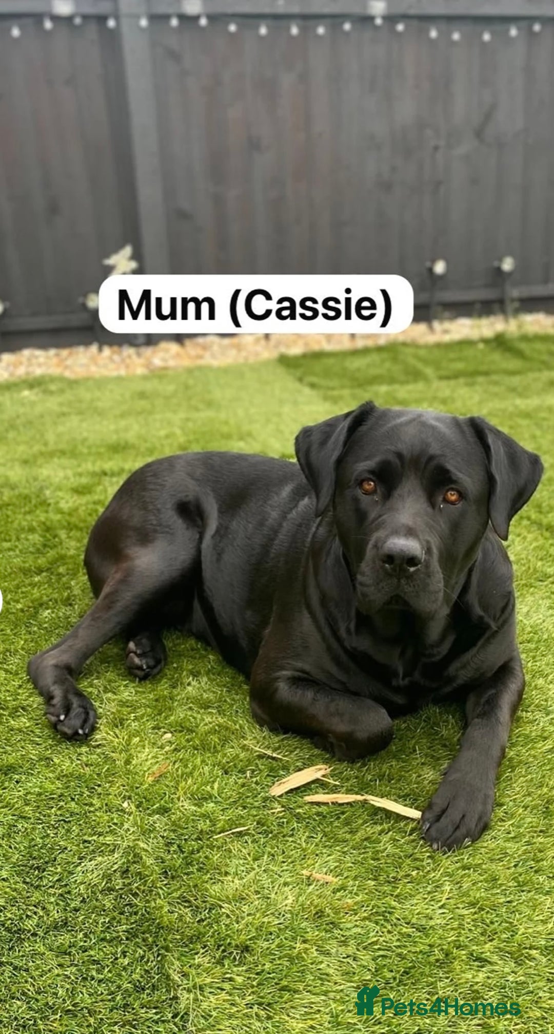 Mixed Breed dogs for sale: Rottweiler/cane corso puppies - Image 9