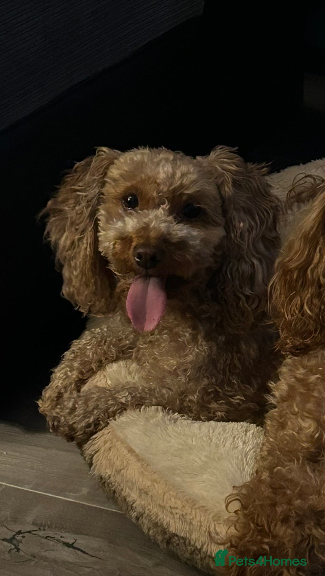 Chipoo dogs for sale: Poochis (poodle chihuahua mix) - Advert 6