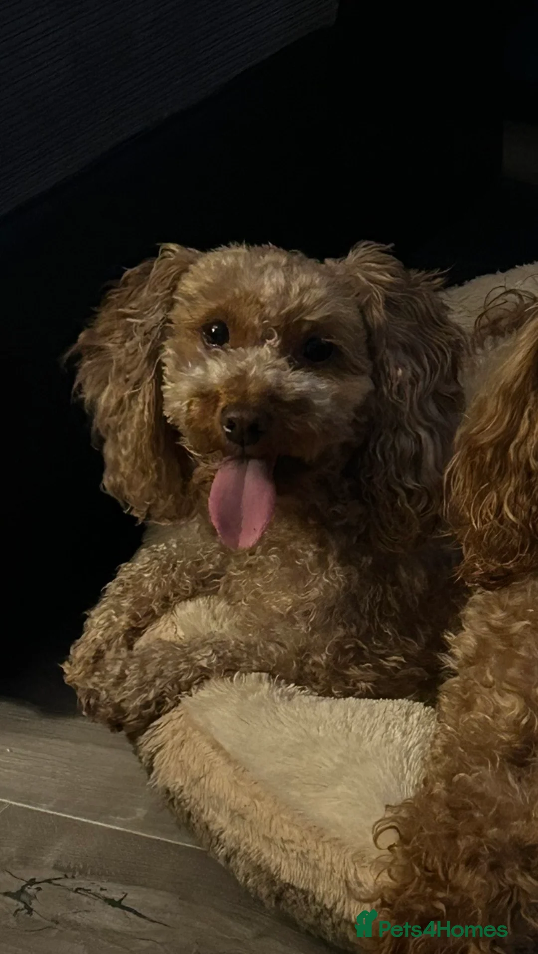 Chipoo dogs for sale: Chihuahua cross poodle puppies - Advert 9