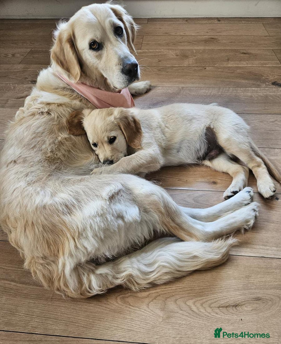 Golden Retriever dogs for sale: Beautiful golden retriever puppies  - Image 8