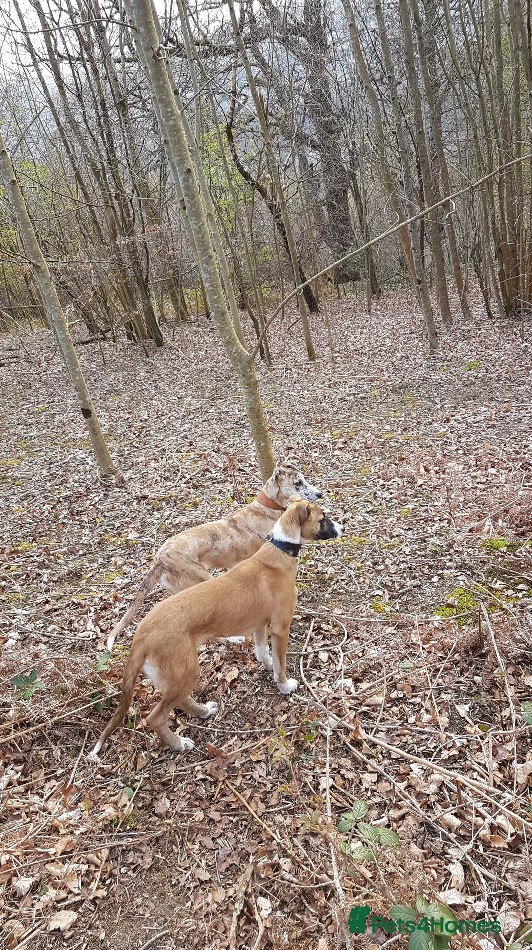 Mixed Breed dogs for sale: 2x female Whippet X Collie - Advert 10