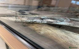 Boa Snake reptiles for sale: Common boa constrictor looking for a new home - Advert 5