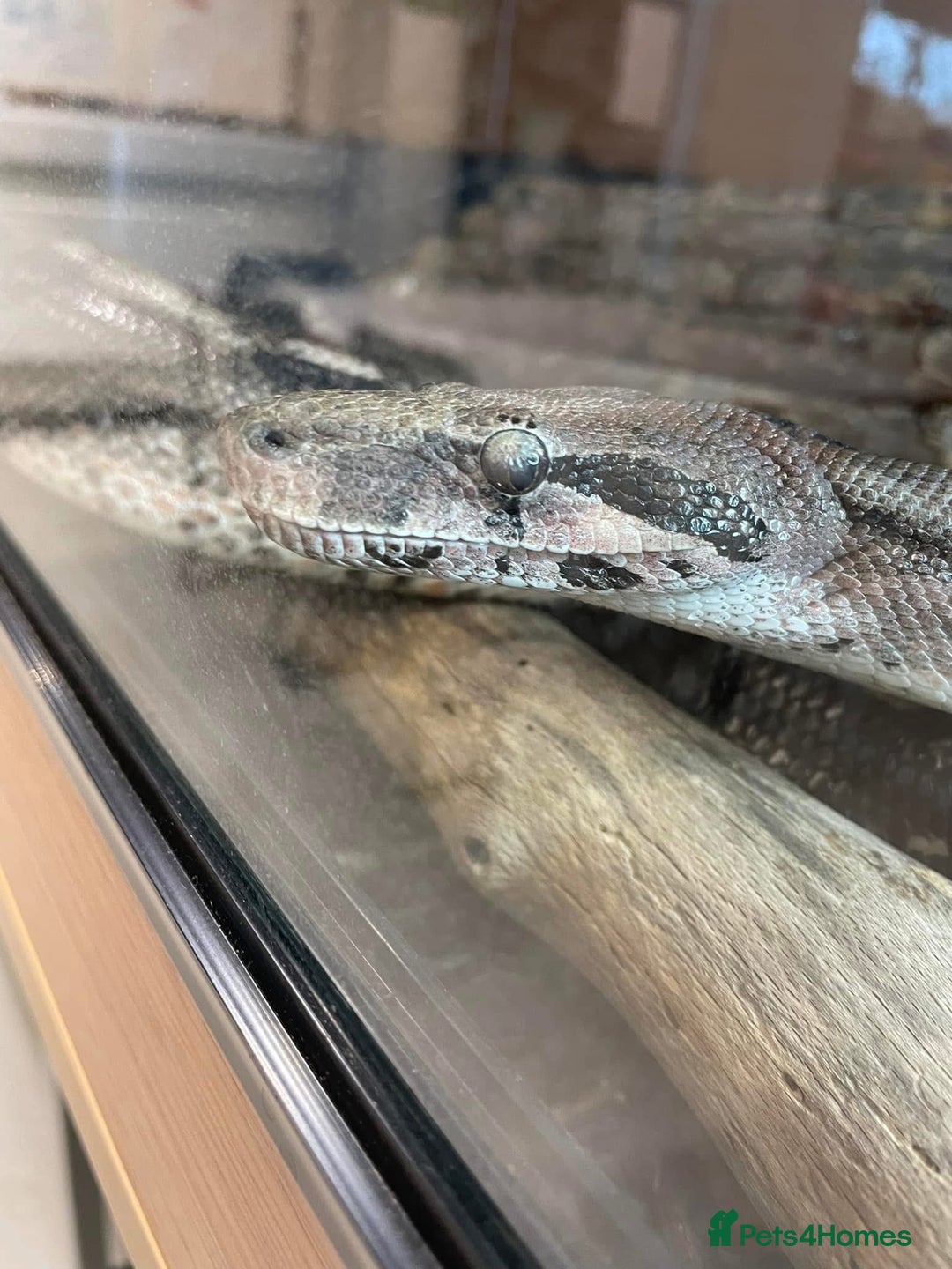 Boa Snake reptiles for sale: Common boa constrictor looking for a new home - Advert 5