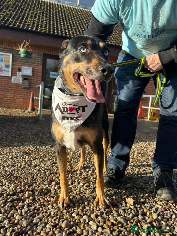 Mixed Breed dogs Jack - Norwich Norfolk  in Norwich - Advert 10