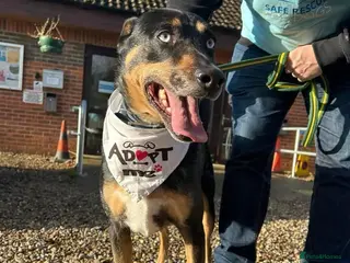 Mixed Breed dogs Jack - Norwich Norfolk in Norwich - Advert 14