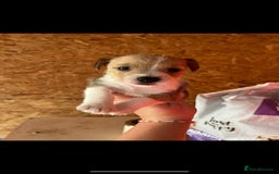 Jack Russell dogs for sale: Beautiful traditional jackrussel Pups - Image 4