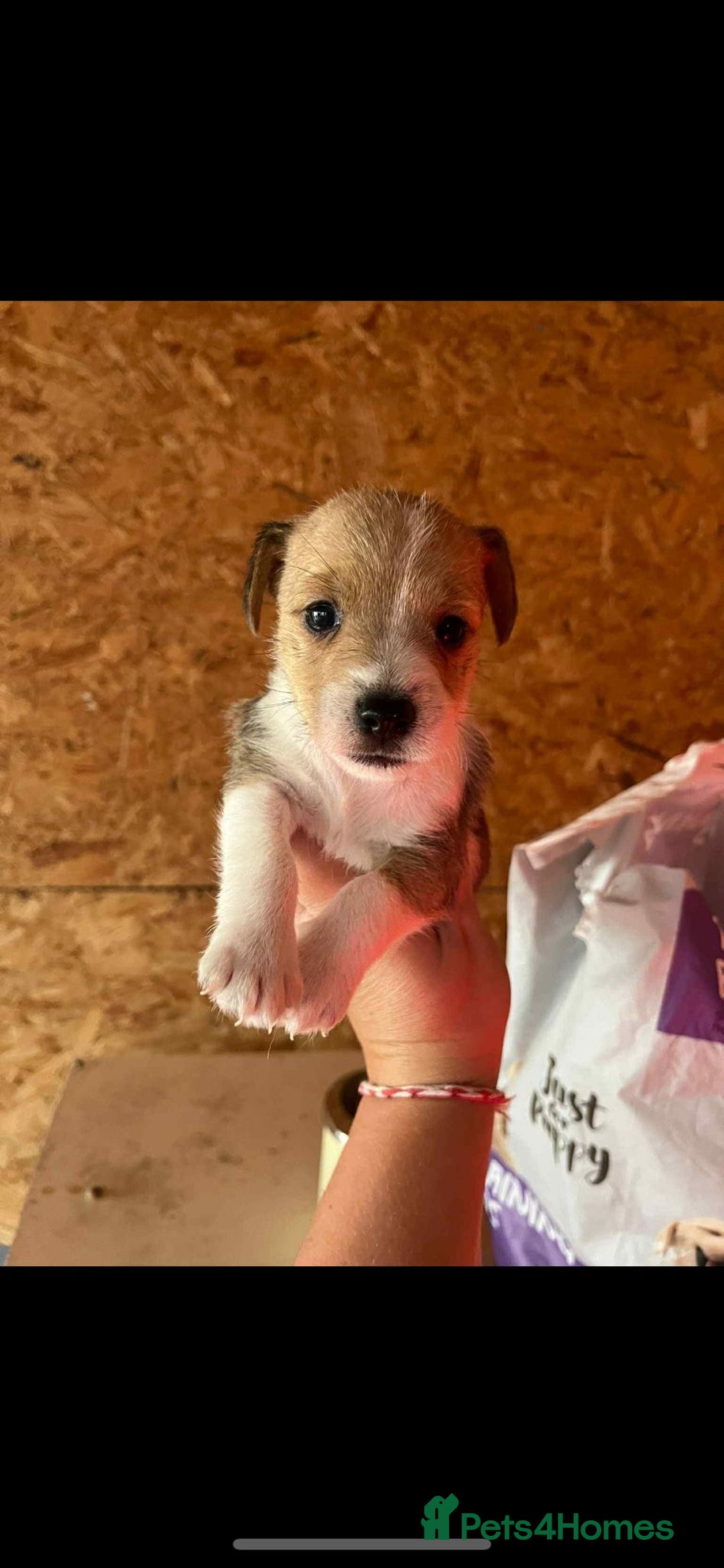 Jack Russell dogs for sale: Beautiful traditional jackrussel Pups - Image 4