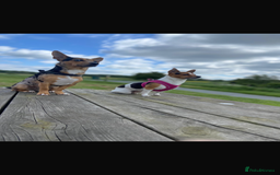 Jack Russell dogs for sale: Miniature Tri coloured Merle Jack Russell  - Image 18