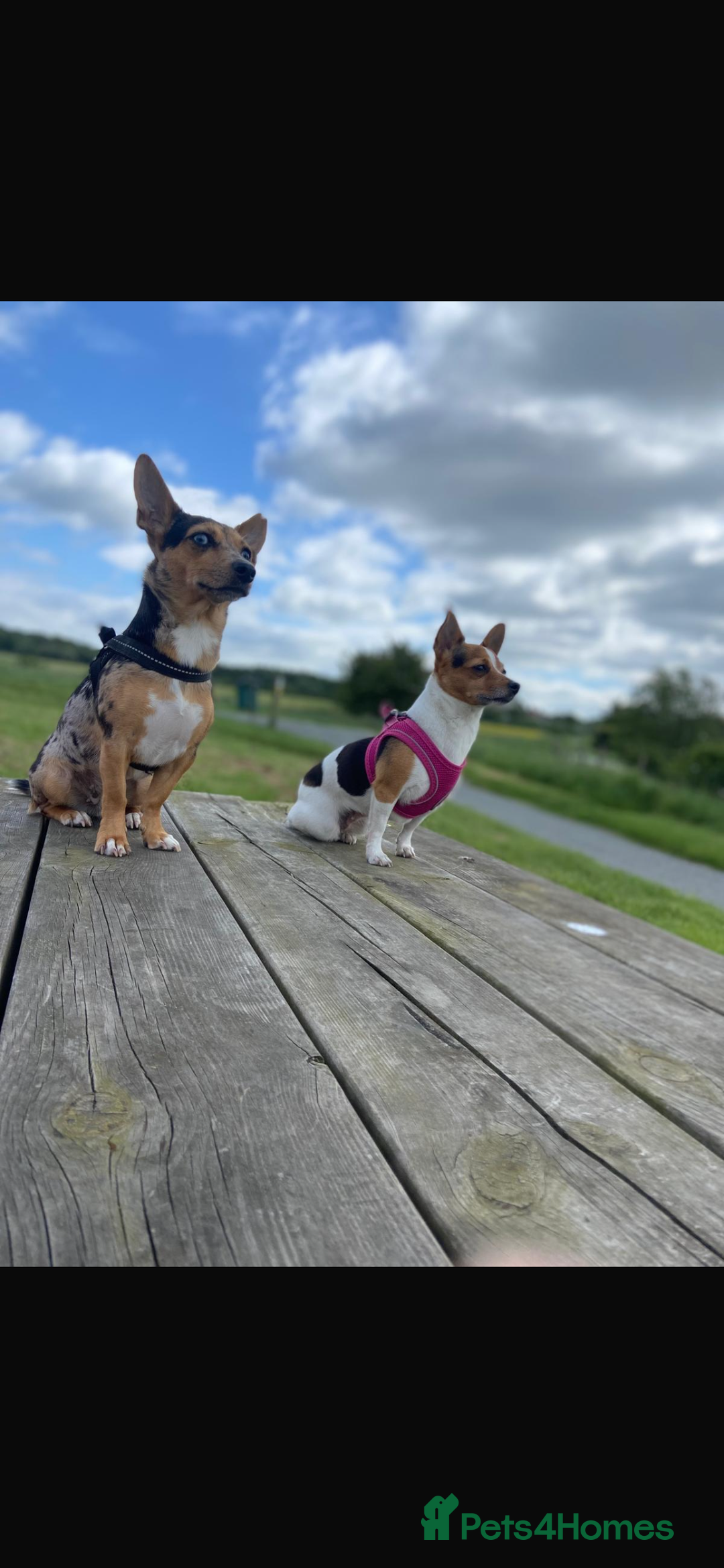Jack Russell dogs for sale: Miniature Tri coloured Merle Jack Russell  - Image 18