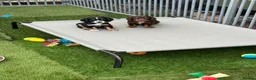 Cocker Spaniel dogs for sale: Working cocker Spainel puppies  - Advert 10