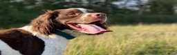 English Springer Spaniel dogs for sale: English springer spaniel  - Advert 6