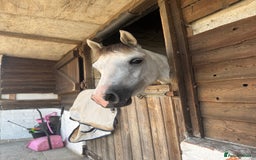 Welsh Section B horses for sale: 12.2 Welsh B Mare  - Image 2