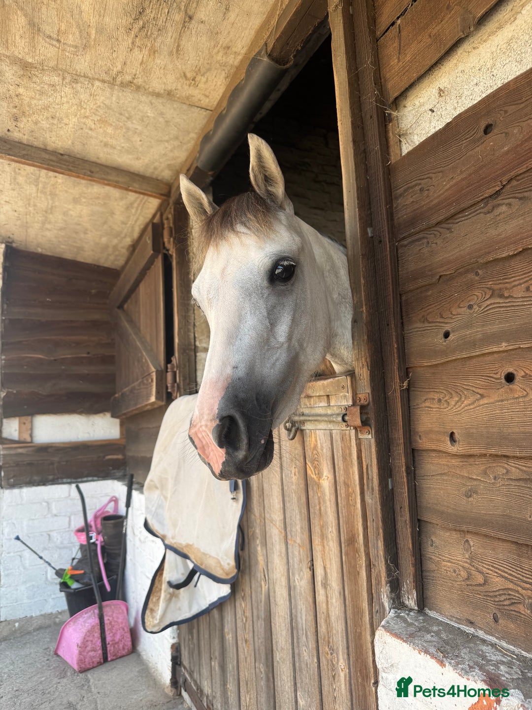 Welsh Section B horses for sale: 12.2 Welsh B Mare  - Image 2
