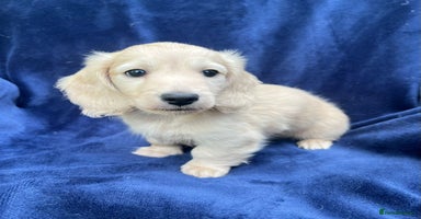 Miniature Dachshund dogs - Advert 7