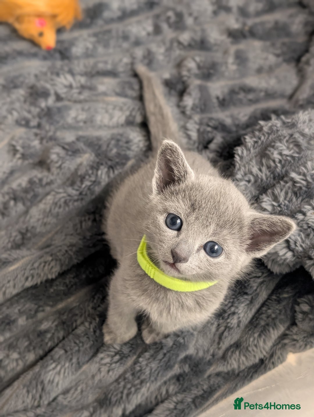 Russian Blue cats for sale: Full Pedigree Russian Blue kittens  - Advert 8