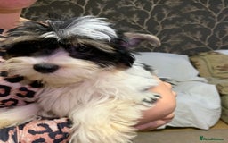 Biewer Terrier dogs for sale: Gorgeous Biewer Terrier boys - Image 8
