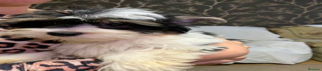 Biewer Terrier Puppy 1