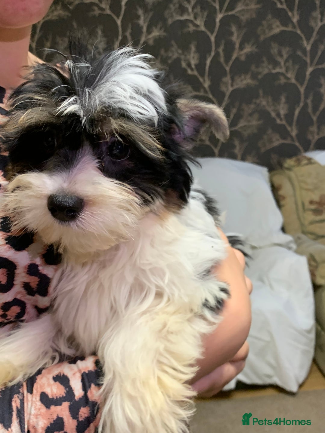 Biewer Terrier dogs for sale: Gorgeous Biewer Terrier boys - Image 8