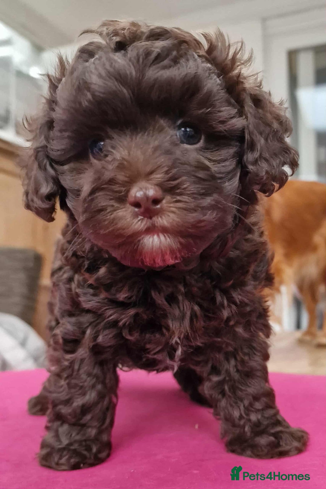 Toy Poodle dogs for sale: Mikipoos  - Image 4