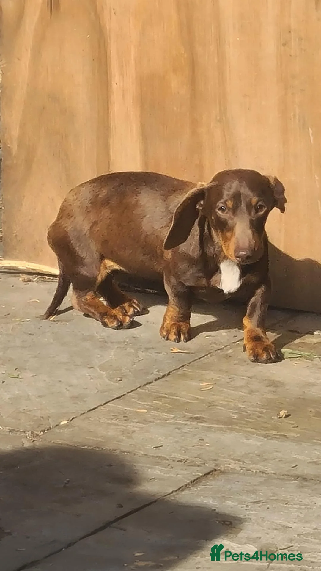 Miniature Dachshund dogs for sale: Stunning little daxie pups 😍 - Advert 2