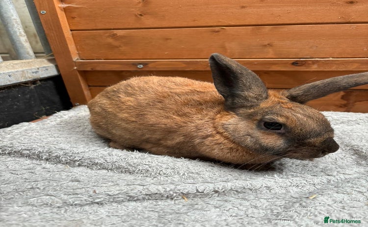 Mini Lop rabbits - Advert 1