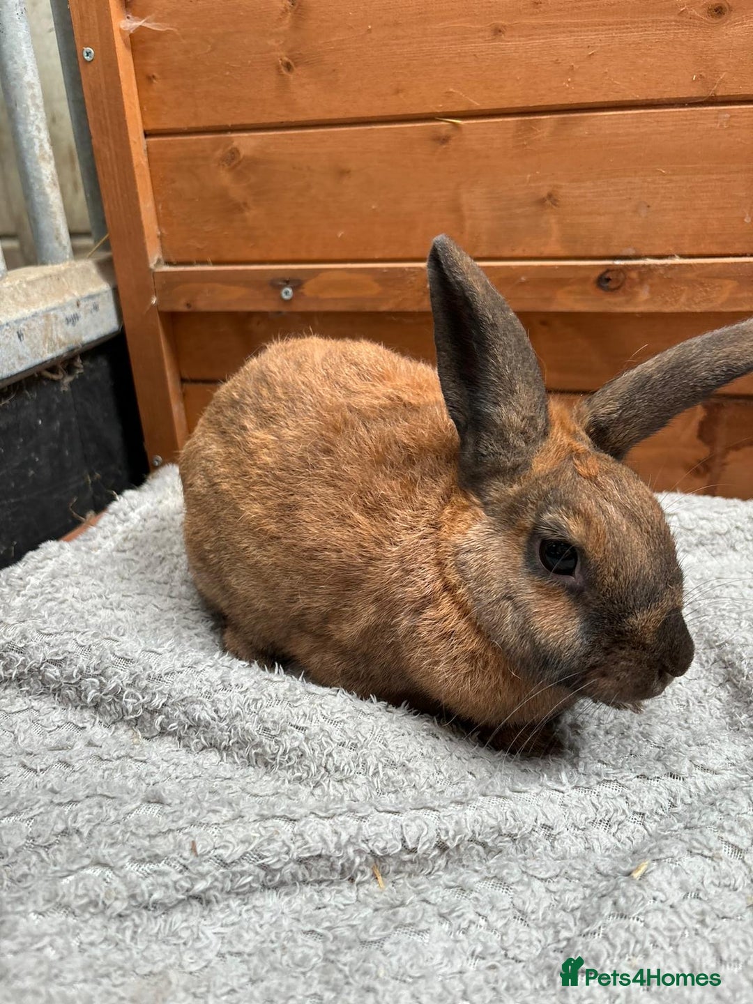 Mini Lop rabbits for sale: Friendly bunny  - Image 1