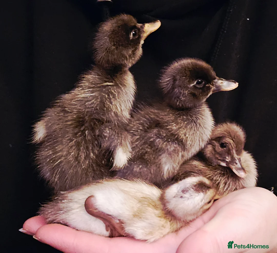 Ducks poultry for sale: Indian Runner Ducklings - Advert 3