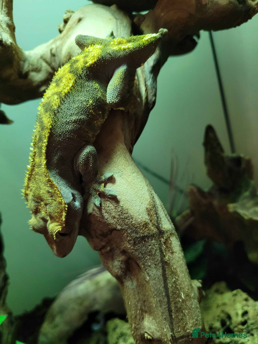 Gecko reptiles for sale: Crested gecko(Full Set Up) - Advert 3