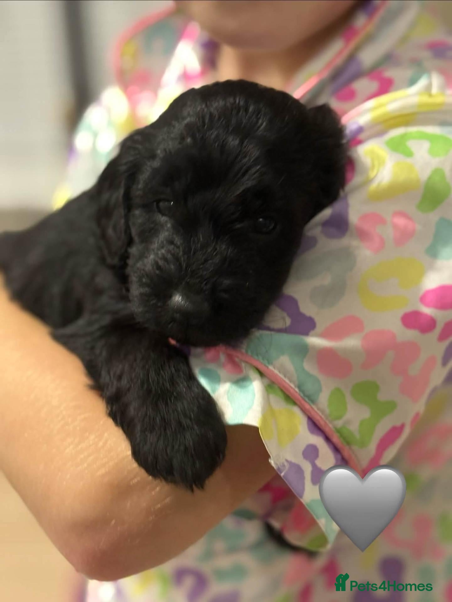 Cockapoo dogs for sale: We have 1 F2 Cockapoo male puppy left for sale - Advert 18