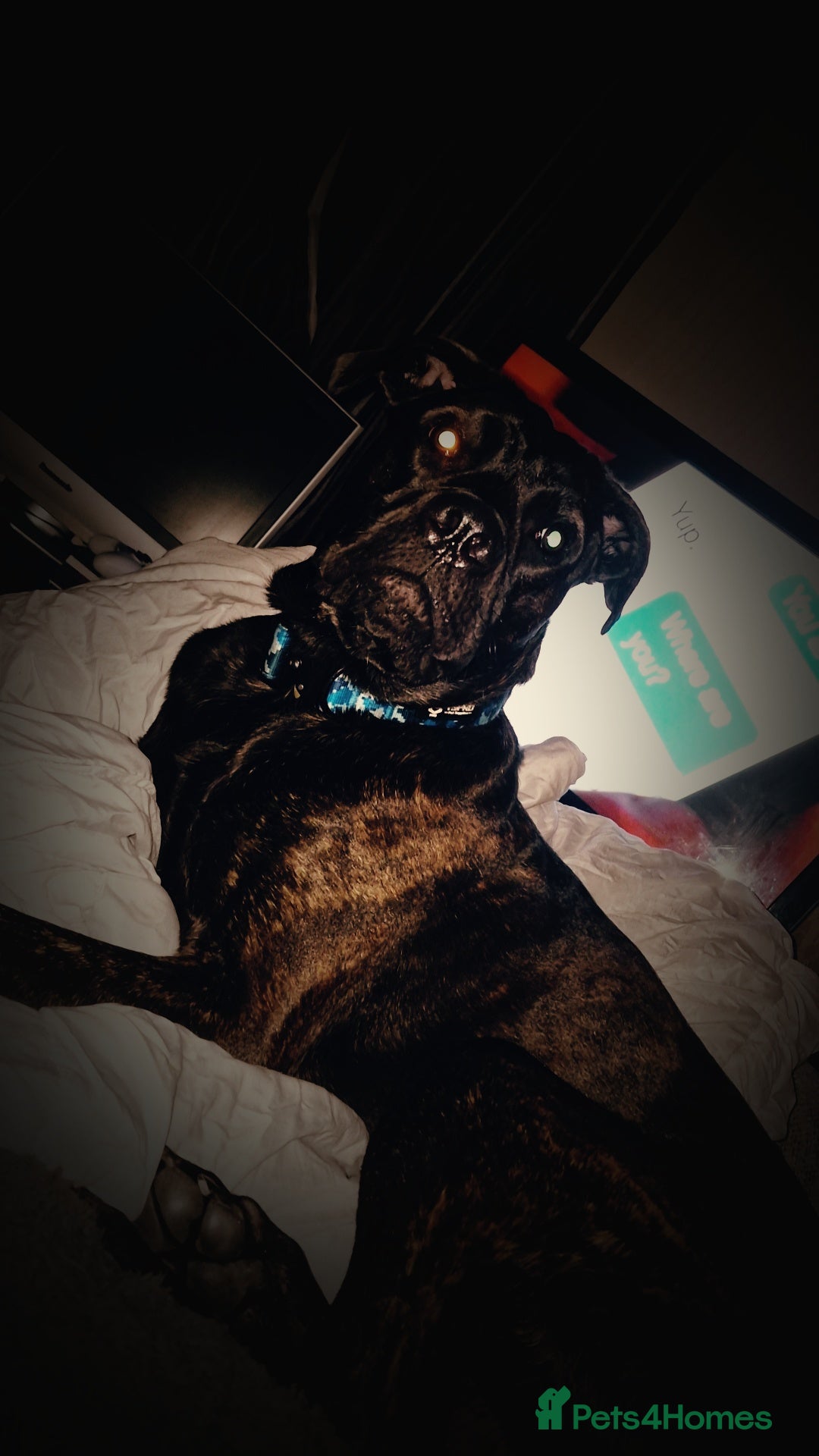 Mixed Breed dogs for sale: Meet Chase  - Image 4