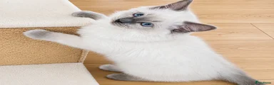 Ragdoll Kitten 1
