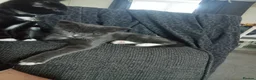 Mixed Breed cats for sale: Grey kitten - Advert 5