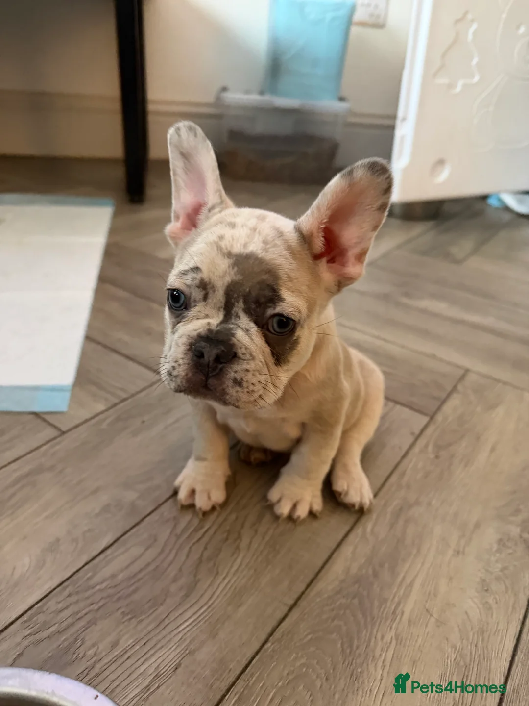 French Bulldog dogs for sale: French bulldog puppies  - Advert 1