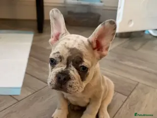 French Bulldog dogs French bulldog puppies - Advert 1