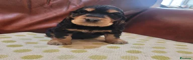 Cocker Spaniel Puppy 5