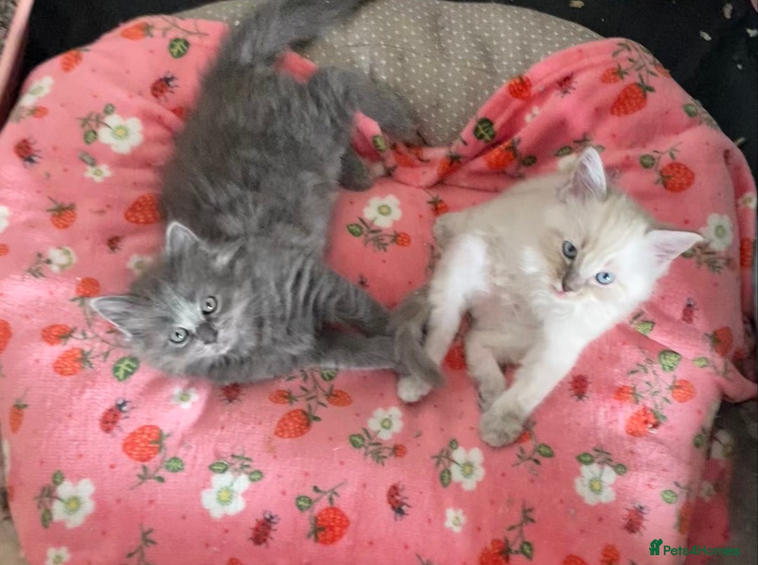 Ragdoll cats for sale: Ragdoll Kittens  - Image 3