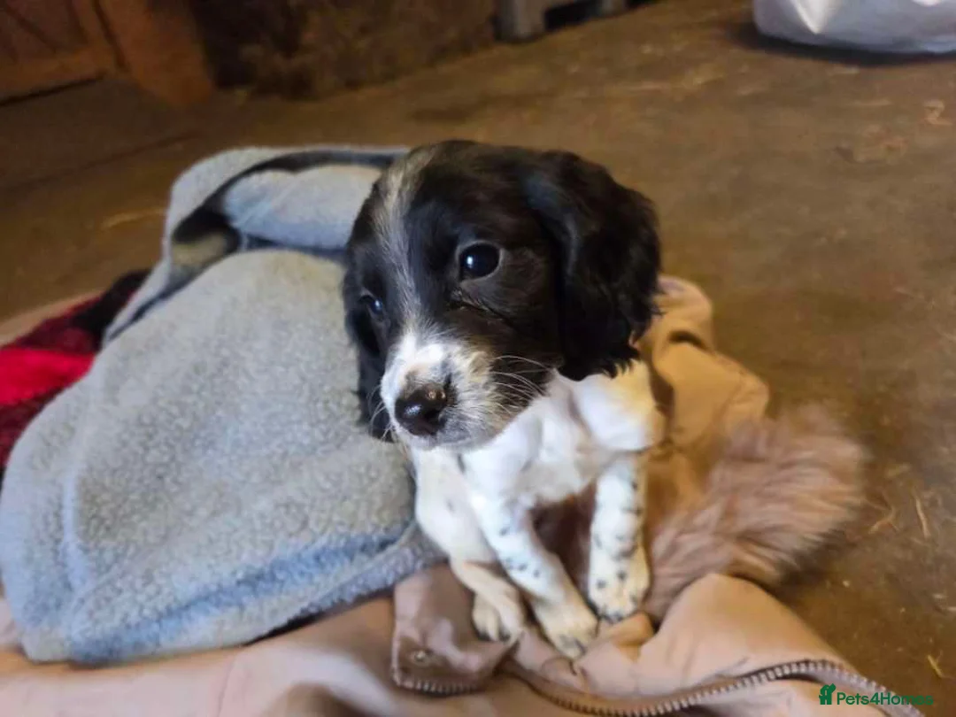 Cocker Spaniel dogs for sale: ❗️ONLY 3 LEFT COCKER SPANIEL LEFT❗️ - Advert 18