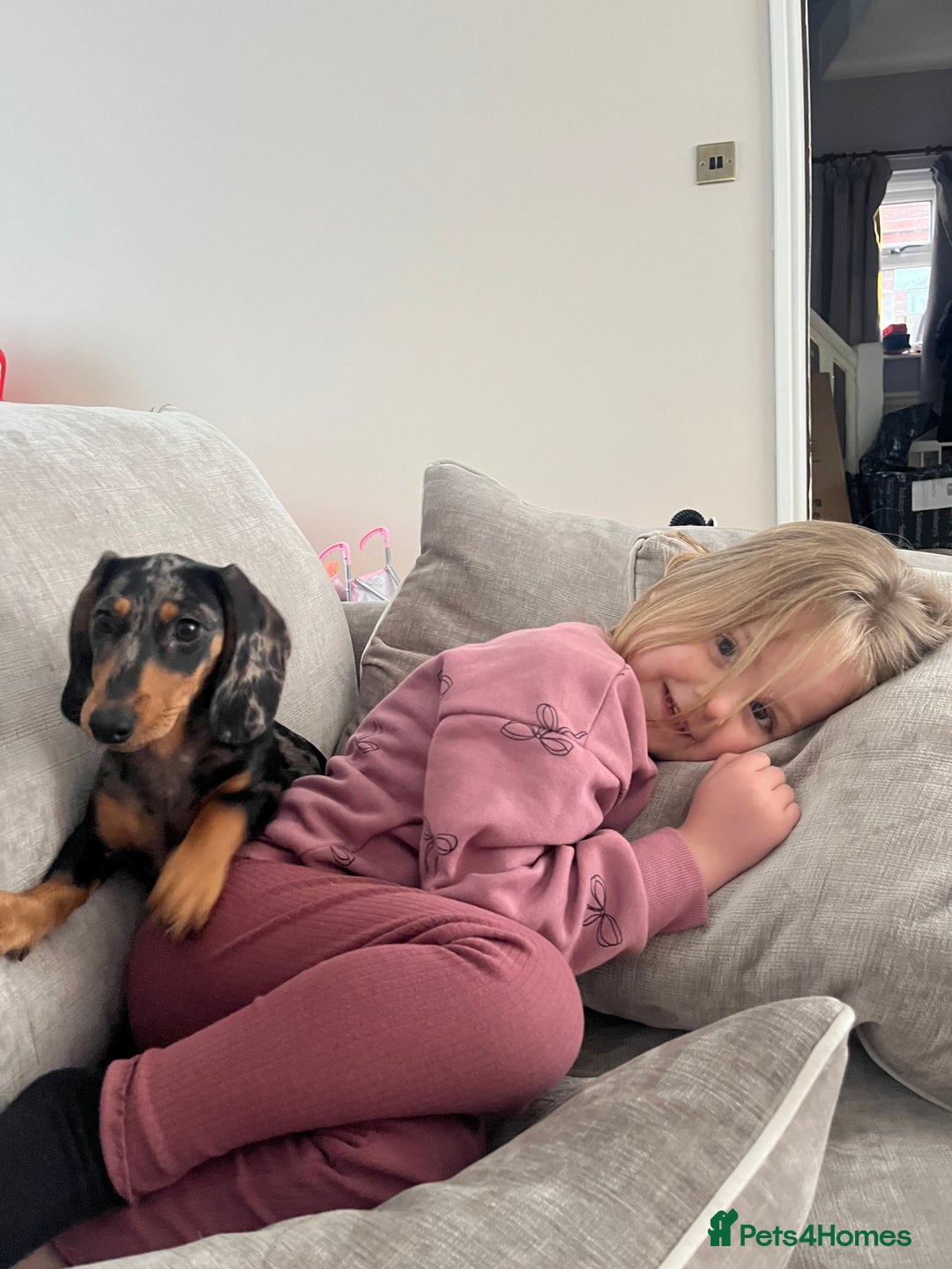 Miniature Dachshund dogs for sale: 4 month old gorgeous mini sausage  - Advert 5