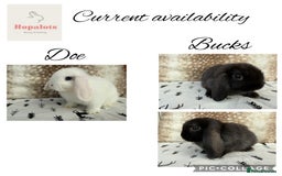 Mini Lop rabbits for sale: Pure mini lops- REDUCED PRICE  - Image 1