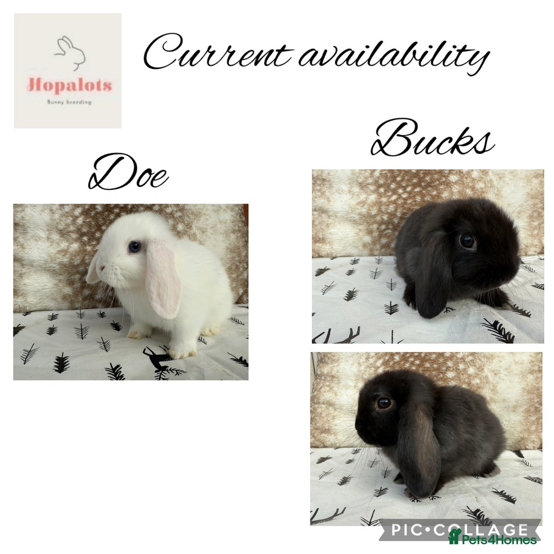 Mini Lop rabbits for sale: Pure mini lops- REDUCED PRICE  - Image 1