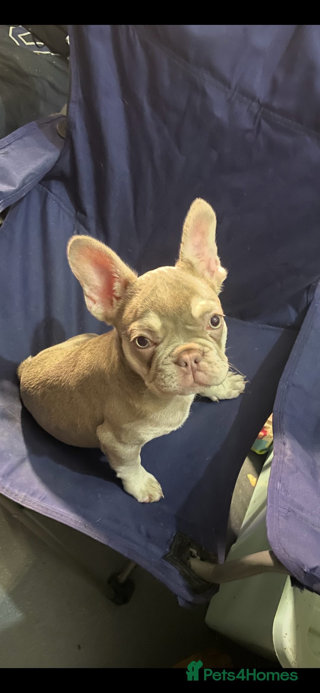 French Bulldog dogs for sale: 🐾 7 of the most Loving French Bulldogs 🐾🐶🩷 - Image 20