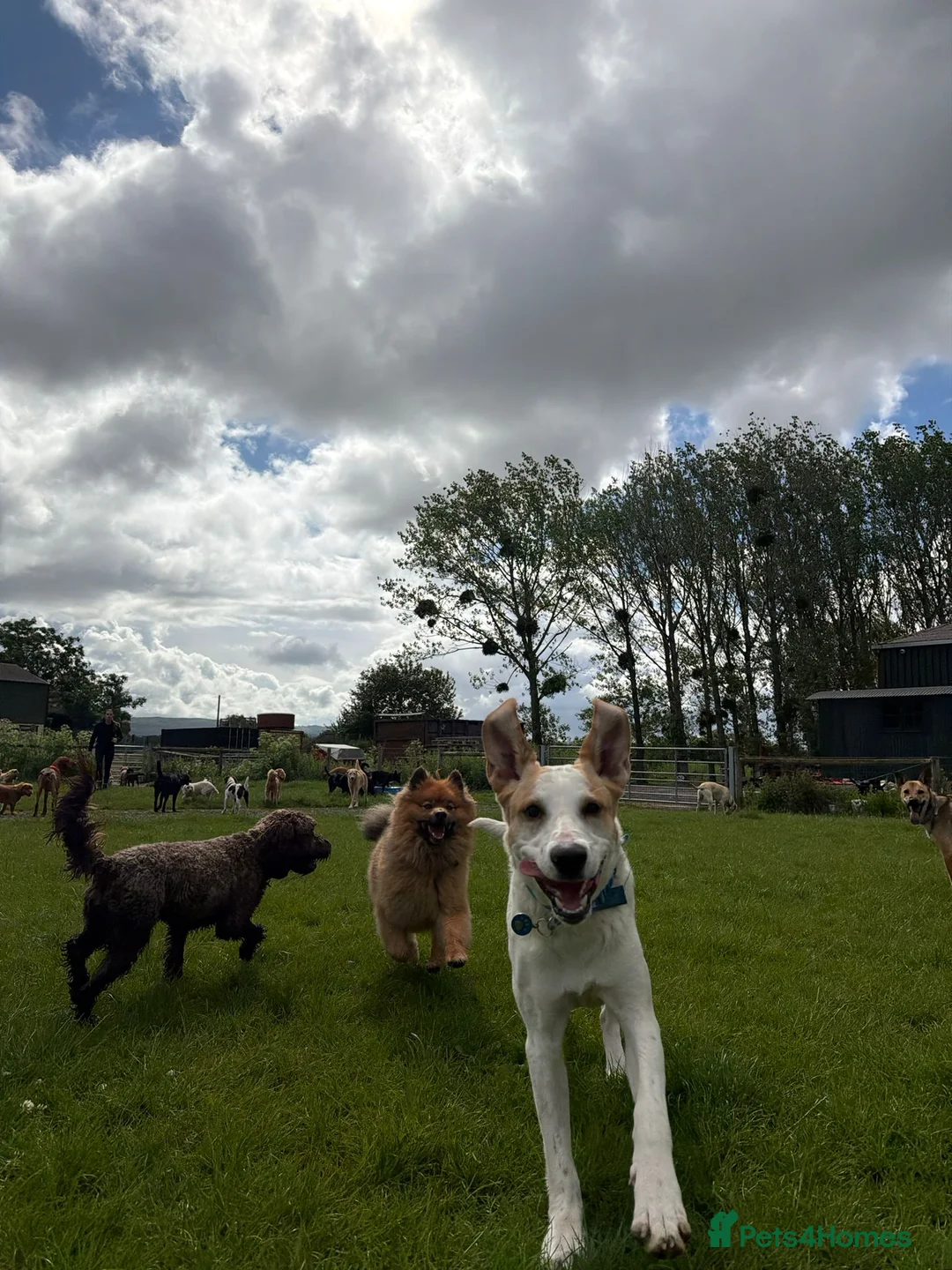 Mixed Breed dogs for adoption: Milo Is a 9 month old pointer cross in Cheltenham - Advert 2