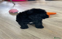 Cockapoo dogs for sale: F1 cockapoos - Image 31