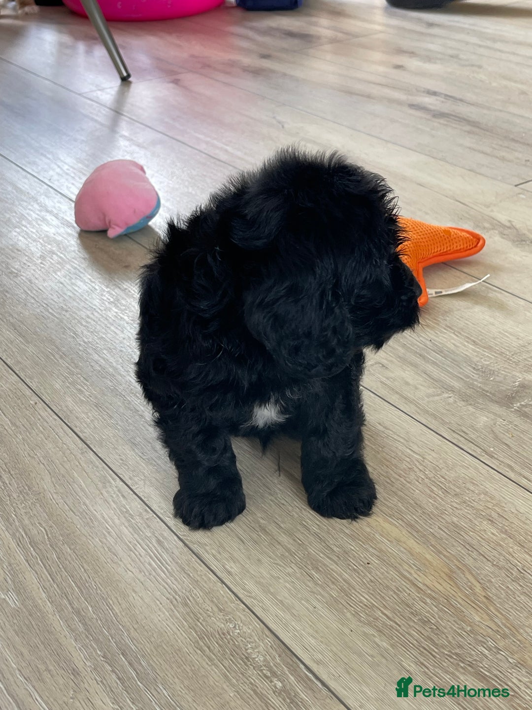 Cockapoo dogs for sale: F1 cockapoos - Image 31