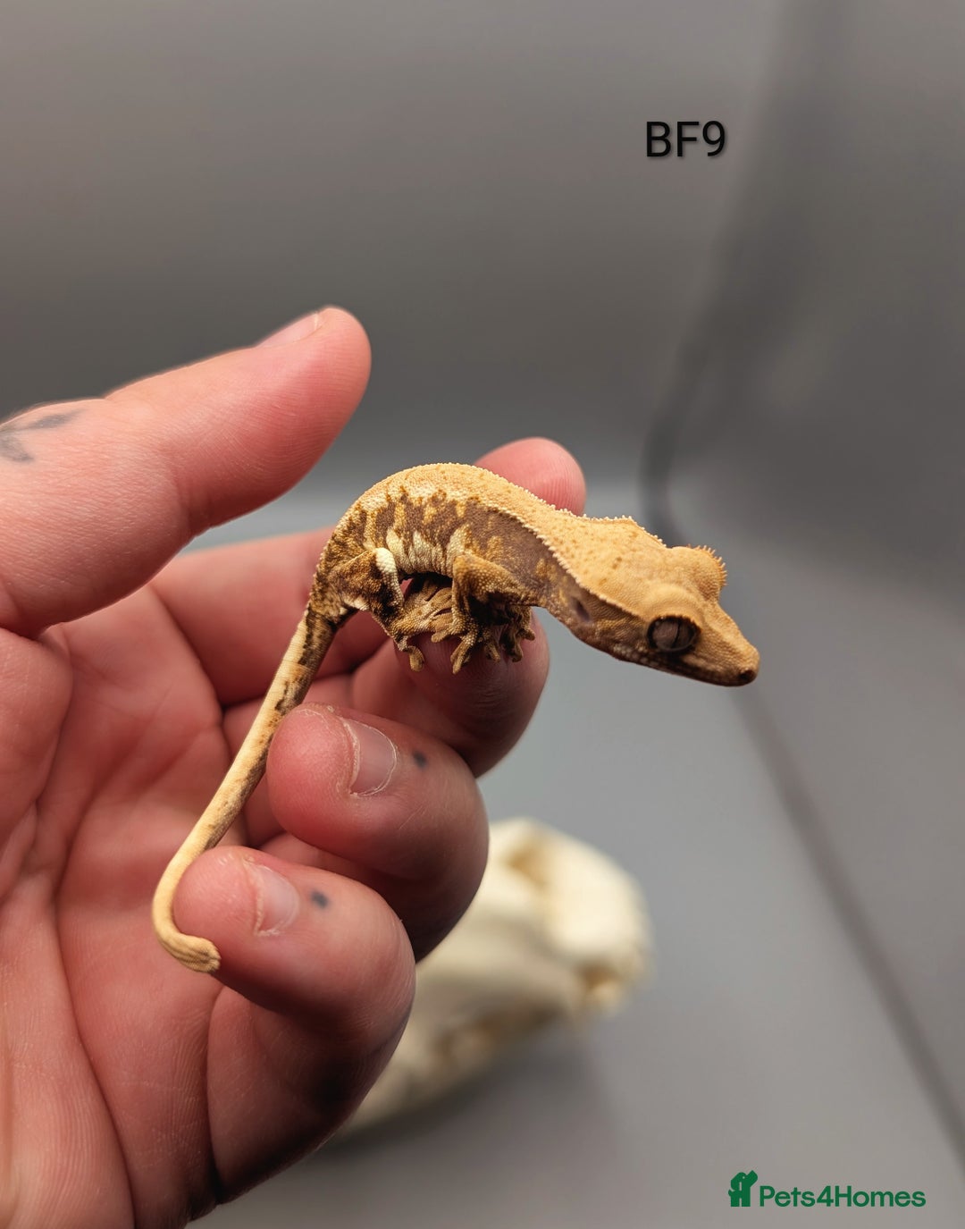 Gecko reptiles for sale: Red Tri Colour Harlequin Crested Gecko CB25  - Image 4