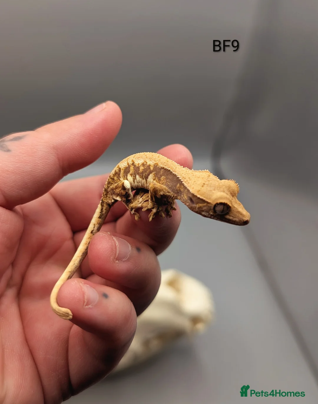 Gecko reptiles for sale: Red Tri Colour Lily White Crested Gecko CB25  - Advert 4