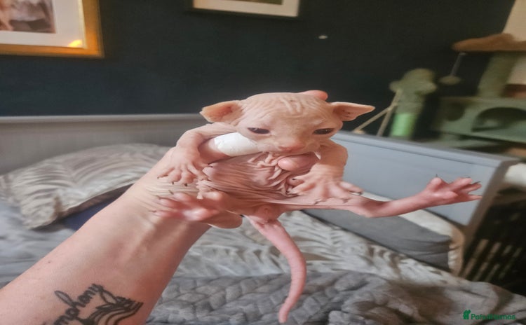 Sphynx cats - Advert 2