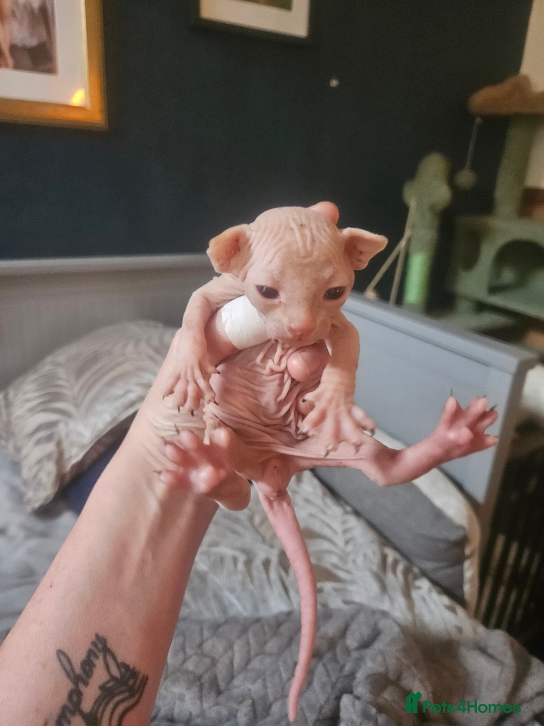 Sphynx cats for sale: Sphynx naked and coated  - Image 1