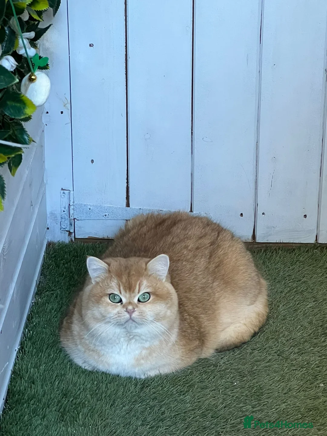 Gallery Image {{count}}