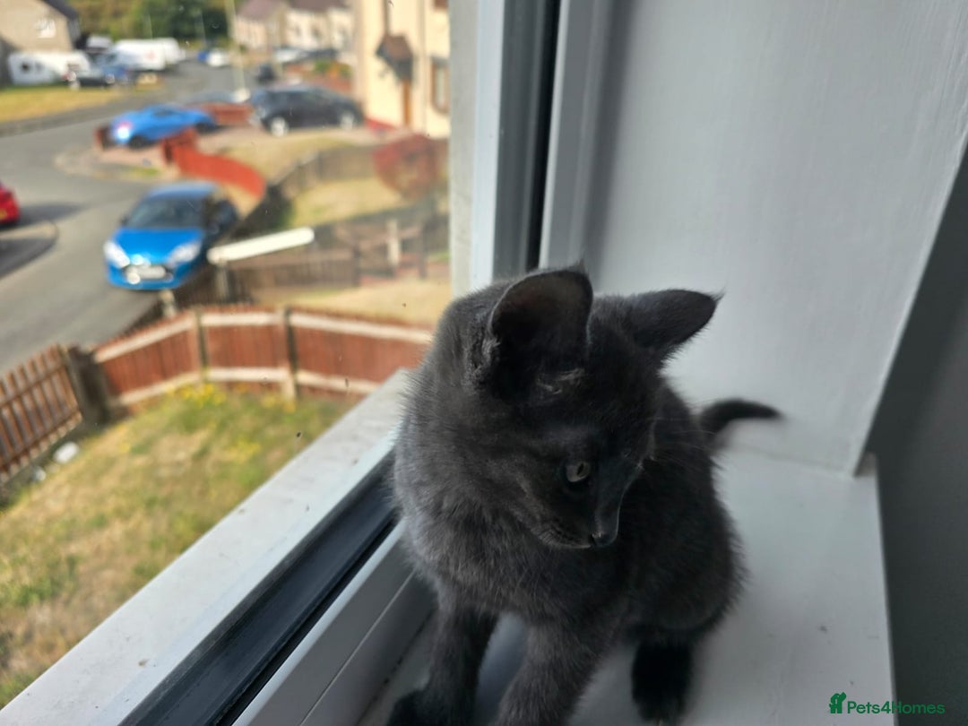 Mixed Breed cats for sale: 8 week kittens - Image 17